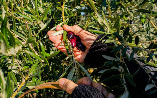 Volver a lo esencial: menos ruido, más verdad