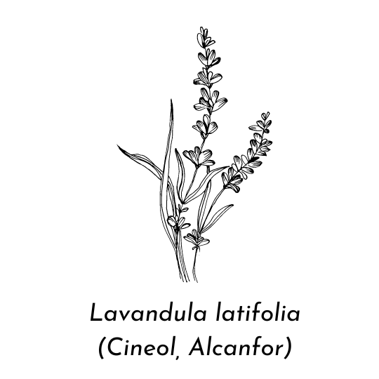 Aceite esencial de espliego ECO (Lavandula latifolia)