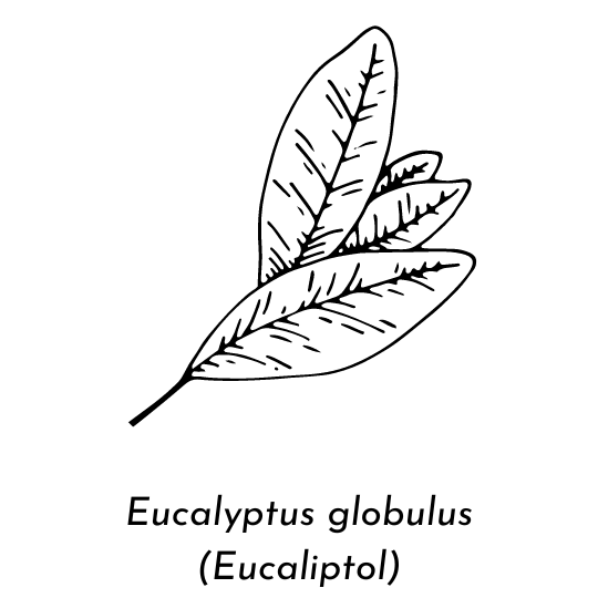 Aceite esencial eucalipto ECO (Eucalyptus globulus)