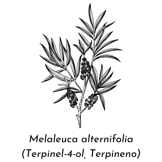 Aceite esencial de árbol de té ECO (Melaleuca alternifolia)