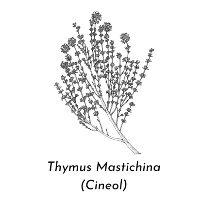 Aceite esencial mejorana ECO (Thymus Mastichina)