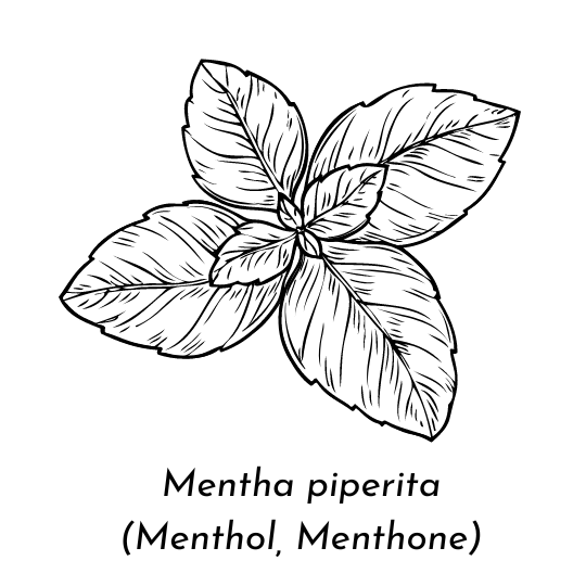 Aceite esencial de menta piperita ECO (Mentha piperita)