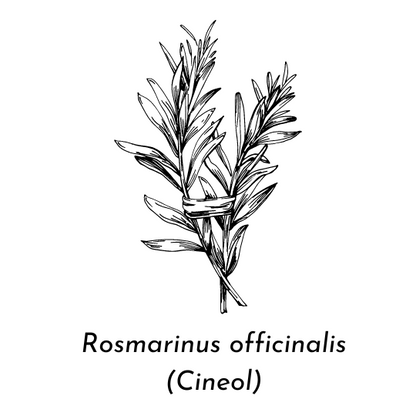 Aceite esencial de romero ECO (Rosmarinus officinalis)