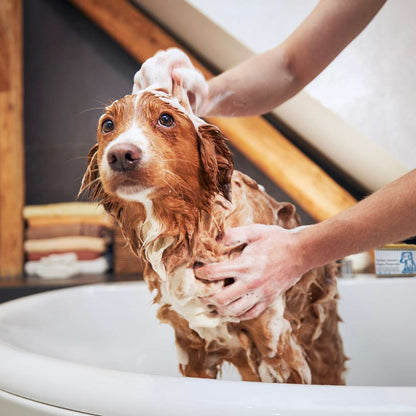 Ingredientes naturales del jabón sólido para perros: neem, ricino, quassia amara, árbol de té y otros aceites esenciales, sin productos químicos dañinos